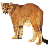 Cougar Opaque Smooth